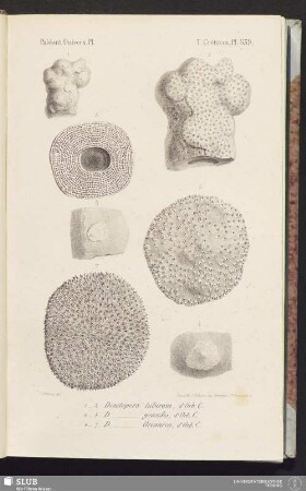 Pl. 639
