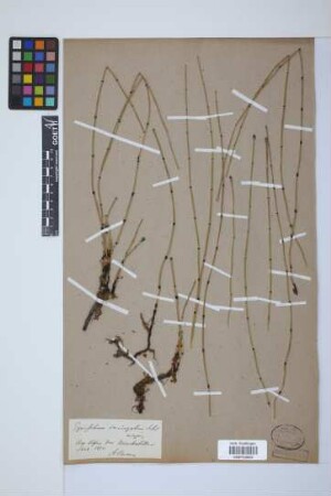 Equisetum variegatum variegatum Schleich.