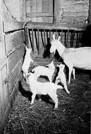 Ziegennachwuchs in einem Hagsfelder Ziegenstall.