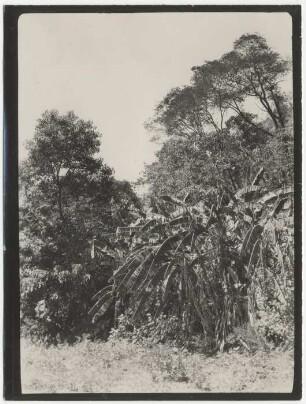 Bananenpflanzung bei Lagunillas