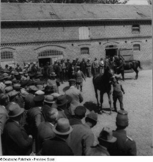 Remonten-Auktion der Wehrmacht. Vorführung 3-4 jähriger Pferde für interessierte Käufer