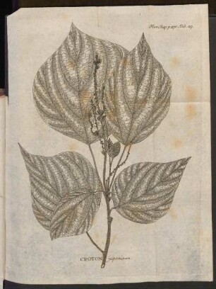 Croton japonicum