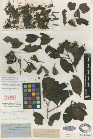 Exostema ellipticum Griseb. [holotype]