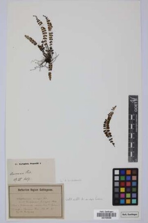 Asplenium anceps L. v. Buch