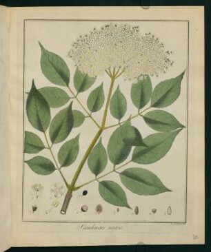 30r, Sambucus nigra