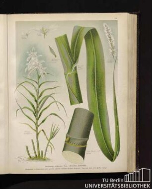 Saccharum violaceum Tuss. Violettes Zuckerrohr.