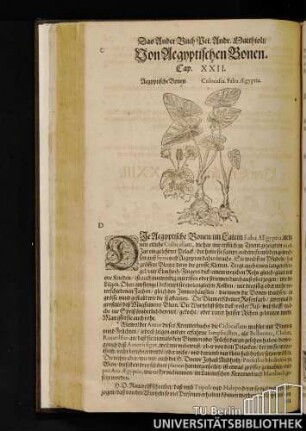 Cap. XXII. Von Aegyptischen Bonen.