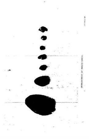 DEVELOPMENT OF BAILER SHELL