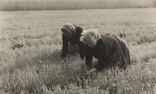 Frauen bei der Feldarbeit in Zeißig : Žonje na polu w Ćisku