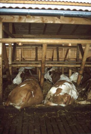 Fotografie: Liegehalle, Liegebox, Tiefbox, Spaltenboden
