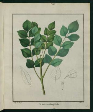 20r, Ornus rotundifolia