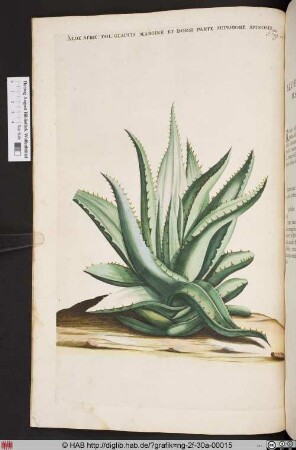 ALOE AFRIC: FOL: GLAUCIS MARGINE ET DORSI PARTE SUPERIORE SPINOSIS.