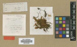 Stereodon amblystegus Mitt. [syntype]