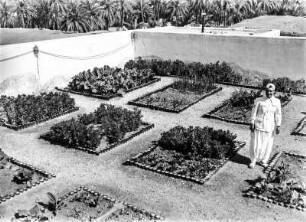 Gemüsegarten : Mann neben Beeten eines Gemüsegartens in Ghadames