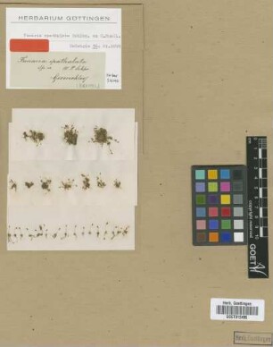 Funaria spathulata Schimp. ex Müll.Hal. [isotype]