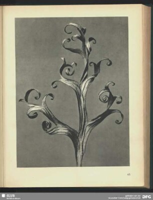 Delphinium