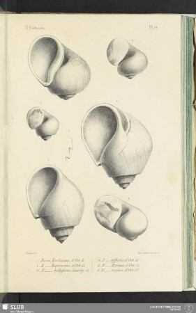 Pl. 174