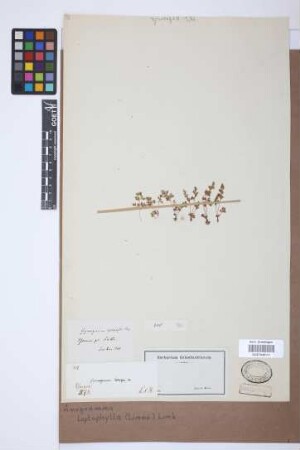 Anogramma leptophylla (L.) Link