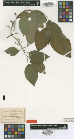 Lozanella trematoides Greenm. [isotype]