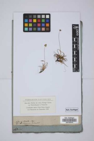 Sesleria tenella Host