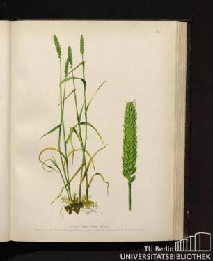 Triticum vulgaris Villars. Weizen.