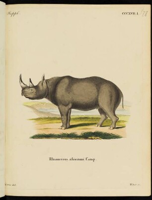 Suppl. CCCXVII. I. Rhinoceros africanus camp.