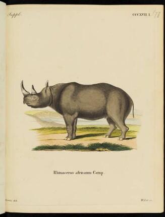 Suppl. CCCXVII. I. Rhinoceros africanus camp.