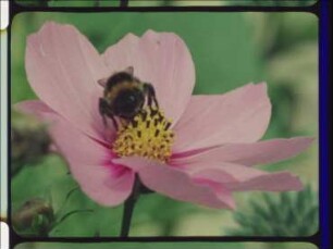 Flower-Ecological Relationships between Bumblebees and their Nectar Flow Plants