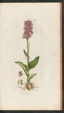 165. Orchis morio