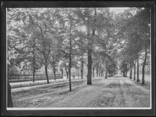 Allee neben der Straße des 17. Juni