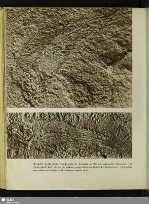 Mansfelder Kupferschiefer