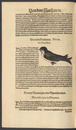Von dem Murspyren. Hirundo sylvestris.