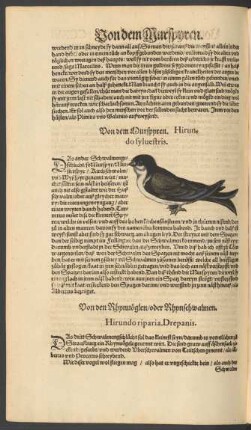 Von dem Murspyren. Hirundo sylvestris.