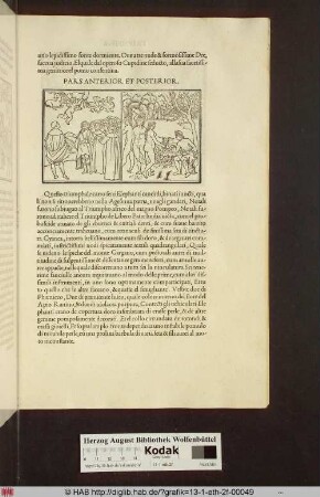 PARS ANTERIOR ET POSTERIOR.