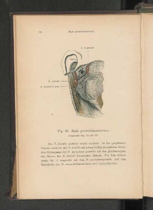Fig. 13. Regio parotideomasseterica.