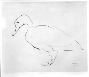 Eiderente (Vogelinsel Vilsand). Tuschezeichnung (1932; E. Richter). Dresden-Südvorstadt, Eisenstuckstraße, Atelier der Künstlerin