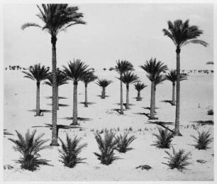 Palmenvegetation : Palmenvegetation in der marokkanischen Sahara