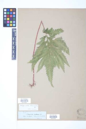 Selaginella haematodes (Kunze) Spring