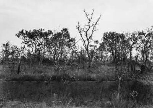 Landschaft in Brasilien : Vegetation in einer Senke in der Nähe von Itapetininga.