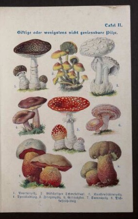 Tafel II. Giftige oder wenigstens nicht geniessbare Pilze.