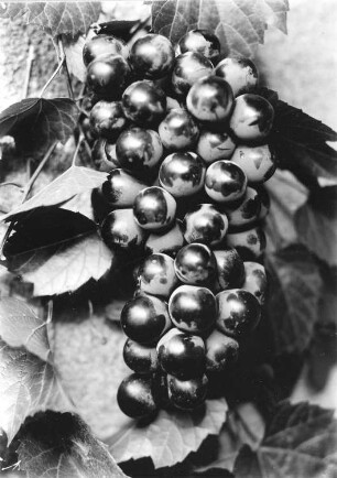 Edle Weinrebe - Vitis vinifera