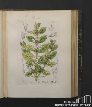 Labiatae. Melissa officinalis L. Citronen-Melisse.