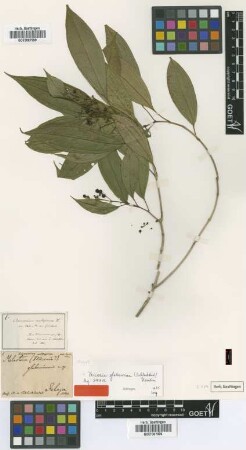 Melastoma glaberrimum Schltdl. [type]