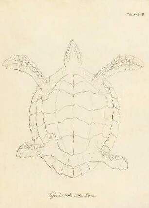 Tab XVIII. B. Testudo imbricata Linn