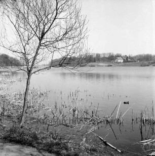 Herrenteich: Blick von Südwesten: im Vordergrund Uferweg, Baum, Schilfstengel: im Hintergrund links Westufer, Steg der Badeanstalt: im Hintergrund Mitte und rechts Ostufer