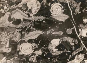 Granit-Marmor von Blaubeuren, Dünnschliff, schwach vergrößert
