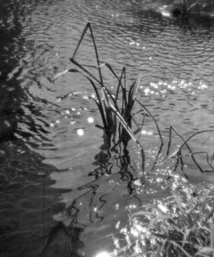 Sonnenlicht spiegelt sich auf der Wasseroberfläche eines Flusses