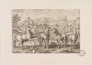 Pferde aus (Animalium Qvaddrupedum)
