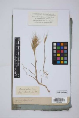 Bromus rubens Cavan.