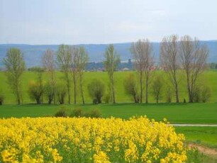 Rapsfeld im Vorharzgebiet : Blühendes Rapsfeld im Vorharzgebiet bei Quedlinburg, aufgenommen am 27. April 2012
